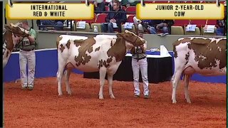 Red & White - Junior Two-Year-Old Cow