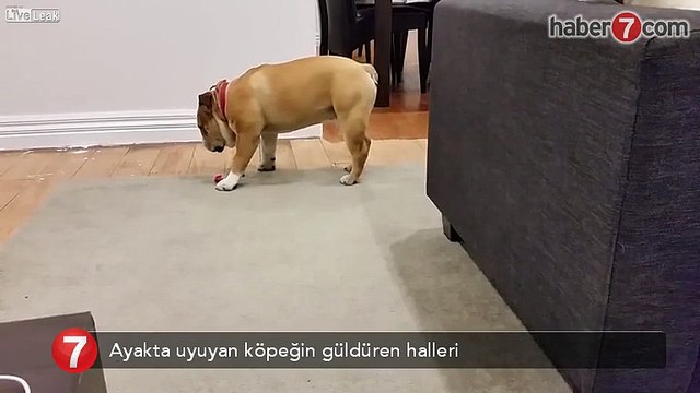 Ayakta uyuyan köpeğin komik halleri