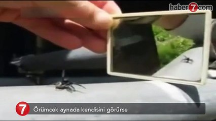 Kendini aynada gören örümceğin hareketlerine bakın