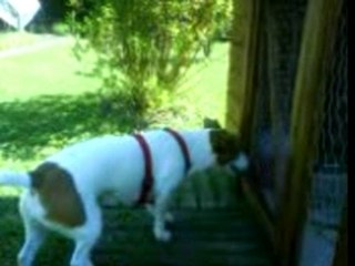 Jack russel et la danse des poules