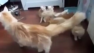 Mother Cat Scares Little Kittens