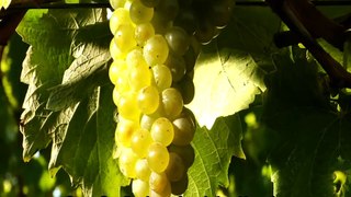 Carolina Wine Brands Corporate Video