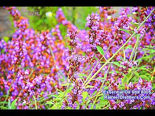 DISTILLATION OF ESSENTIAL OILS - Sage!