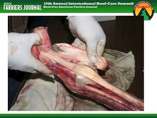 Online Hoof-Care Classrooms: Shoeing The Club-Footed Horse