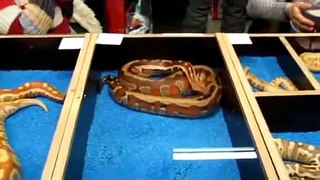 TERRARISTIKA HAMM REPTILE SHOW 11.12.2010 PART 1