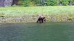 Grizzly Bear Waves us Farewell at Muscle Inlet Great Bear Rainforest BC Canada