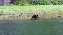 Grizzly Bear Waves us Farewell at Muscle Inlet Great Bear Rainforest BC Canada