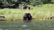 Grizzly Bear Eats Salmon at Muscle Inlet Great Bear Rainforest BC Canada