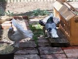 Indian Fantail Pigeons