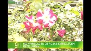 JARDIN DE ROSAS LLANO GRANDE DE CARTAGO