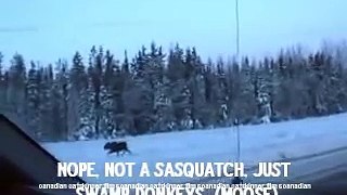 The Sasquatch of the Alaska Highway