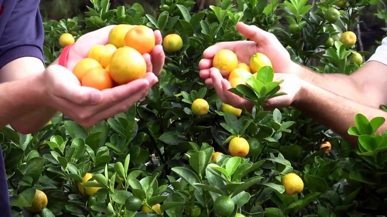 Marumi Kumquat Tree Citrus Tree Fortunella japonica 'Marumi' video
