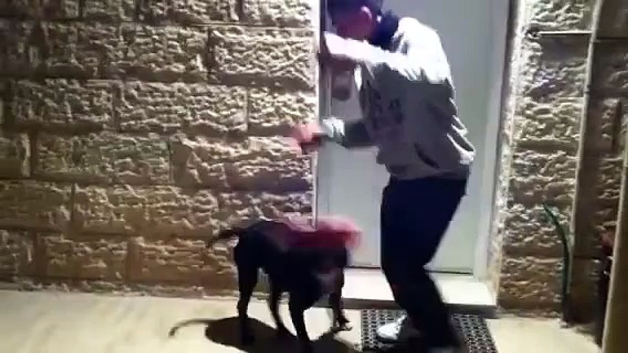 פיטבול רוצח