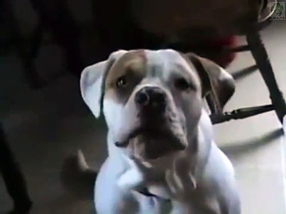 Ellos también hablan =D