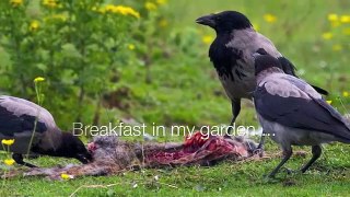Hooded Crows in my garden.