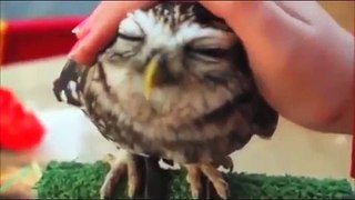Funny Animals - A Funny Animal Videos Compilation 2015