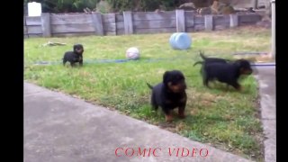 Funny Dogs   Funny Animal   Best Funny Videos Puppy 2015