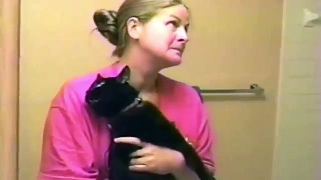 Funny Cats   Funny Animals   A Funny Animal Videos Compilation 2015