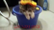 СМЕШНЫЕ КОШКИ | Funny Cats | Funny Animal Videos |