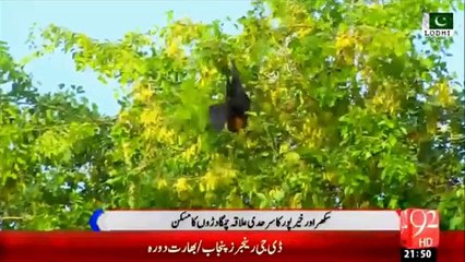 Monster Bats Attack in Sukkur & Khairpur Border Areas in Pakistan