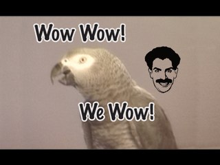 Einstein the Parrot does a Borat imitation