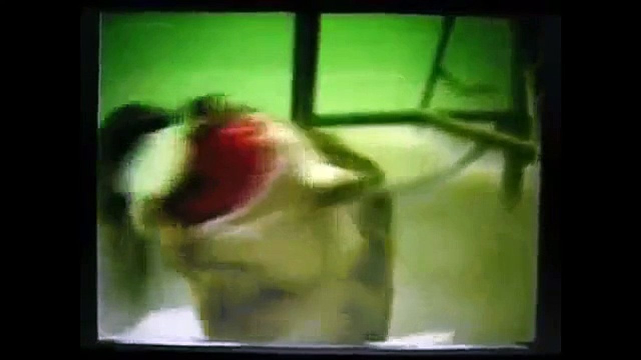 Say NO To Animal Testing!