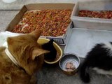 Kitten family feeding (C) ..fat cat lovely