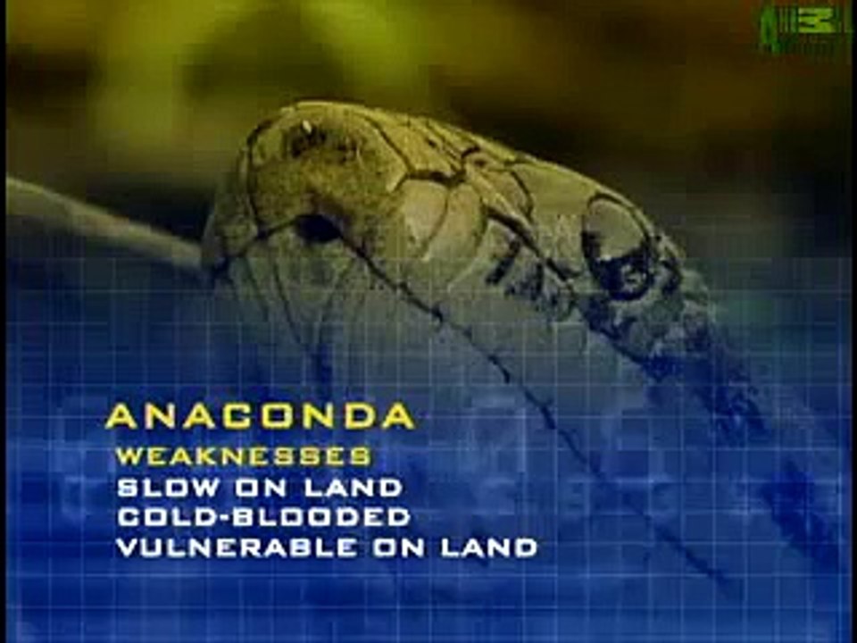 Animal Face Off  Anaconda vs  Jaguar2