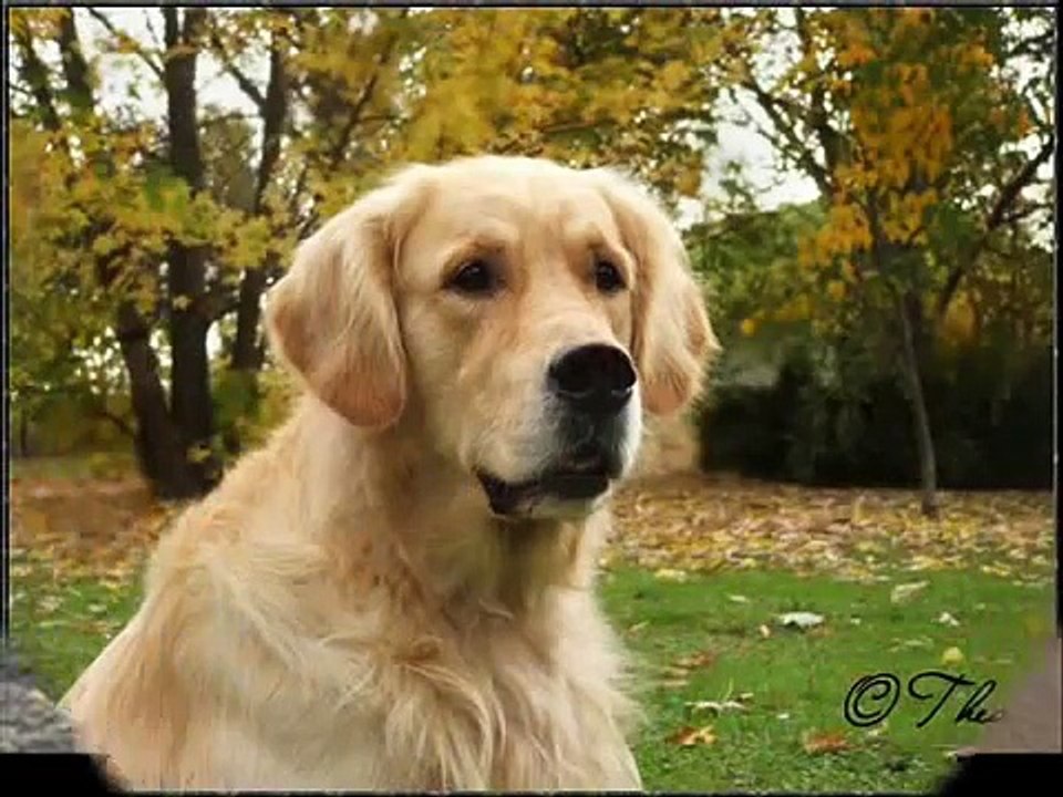Golden retriever