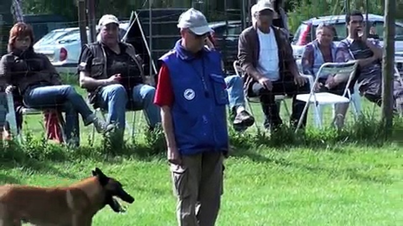 Carl du Clair Vaillant . Malinois. Ring 3.