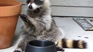 Adorable Raccoon