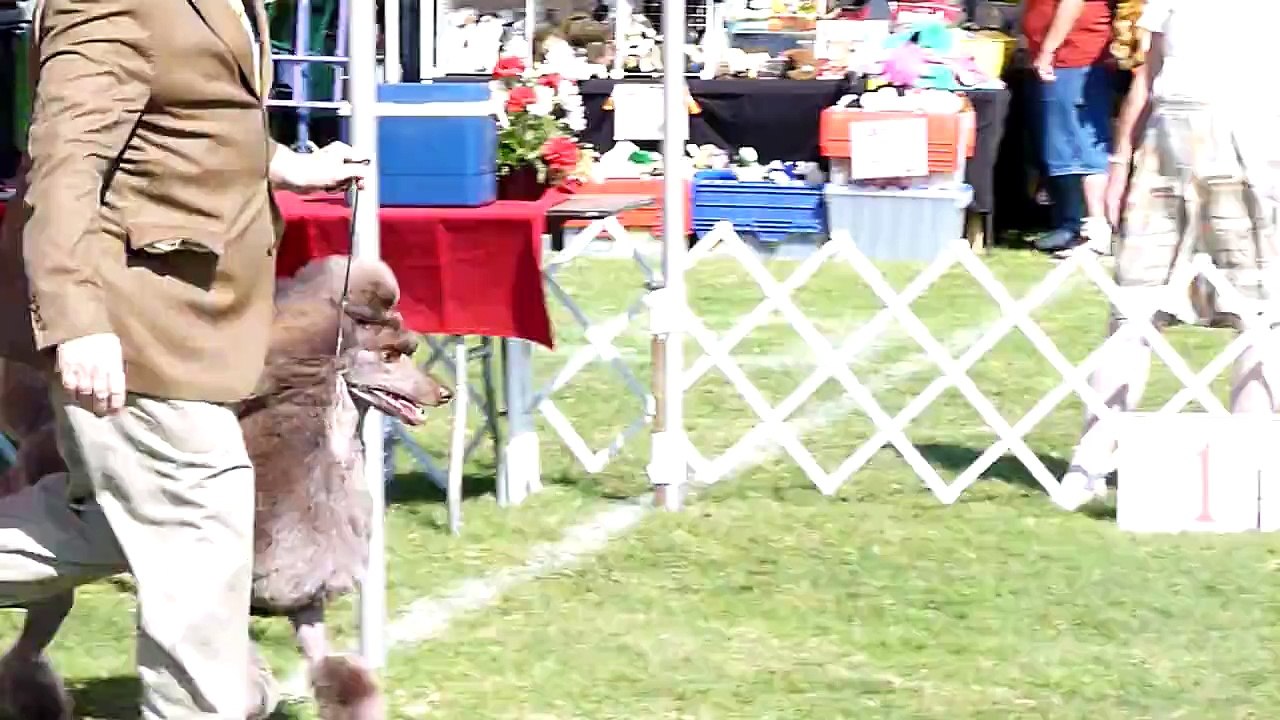 Santa Ana Valley Kennel Club poodles cafe au lait female 2