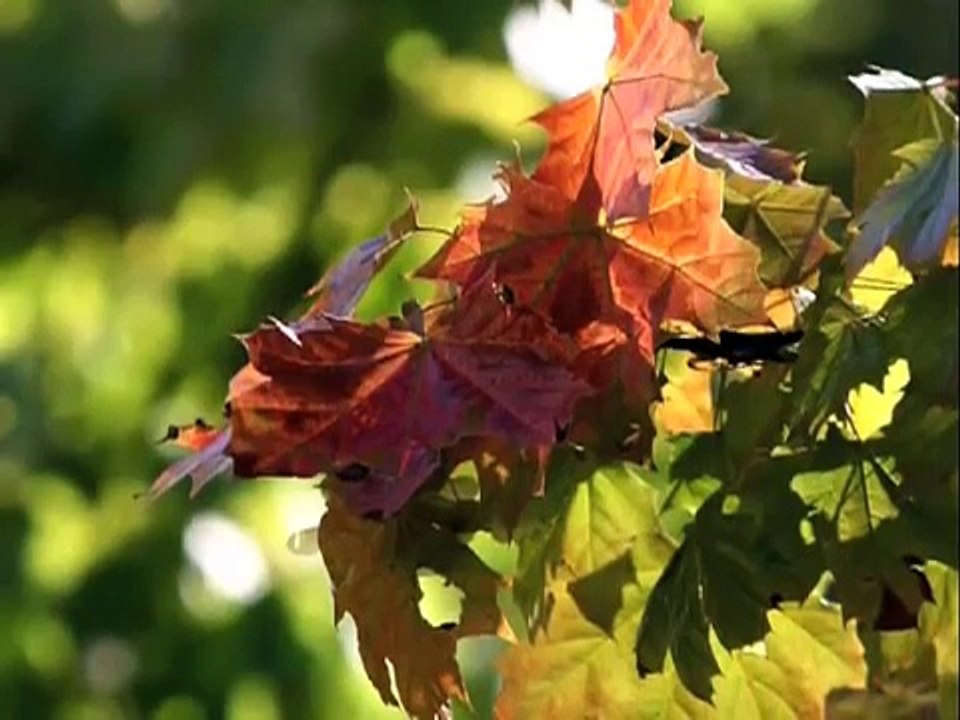 Autumn Meditation to the Music of Bach