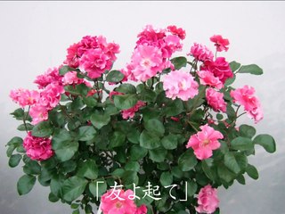 学会歌「友よ起て」ポップス版作詞作曲山本伸一(池田大作)SGI