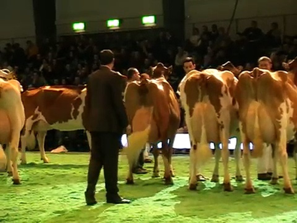 Swiss Expo 2012 - Red-Holstein-Championnewahlen