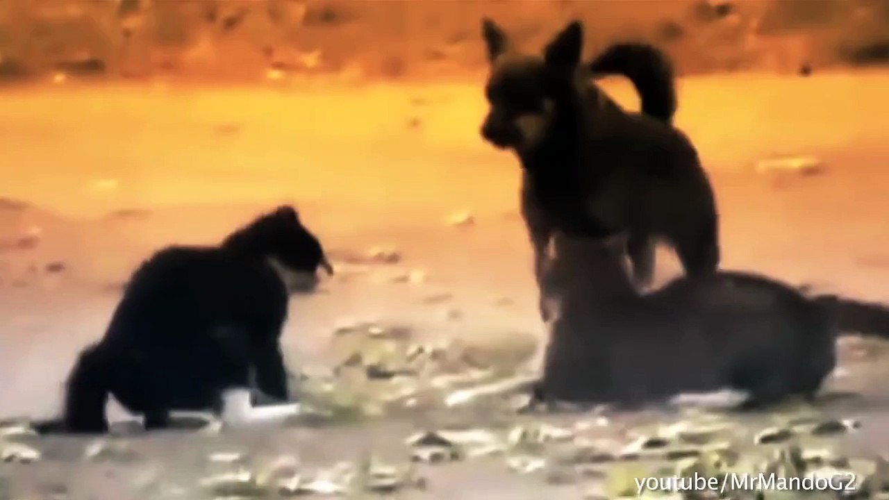 Dogs breaking up Cat fights