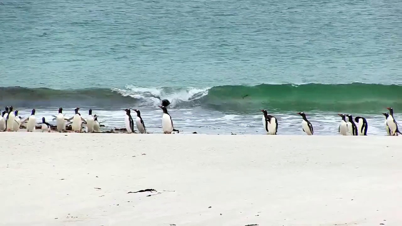 Sea Lion Looking for an Easy Penguin Meal