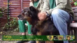Hundevermittlung - September/Oktober 2010 (Tierheim Hannover TV)