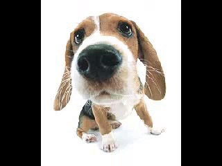 Who lets the dogs out
