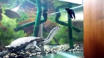 Turtle VS Siamese Fighting Fish