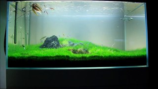 Just Aquascaping -  Iwagumi 'Requiescat in Pace'