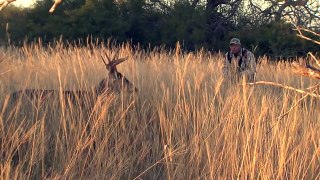 Close Encounter of the White-tailed Kind, Rattling Bucks