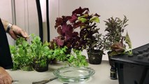 Hanging Hydroponics™ How to Clone Plants and Herbs
