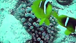 Clownfish in the Red Sea, Egypt