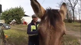 Une journée  d'attelage avec une mule et une comtoise