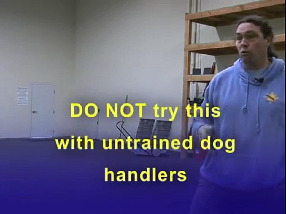 Fear Period in Young Dogs - Part 2