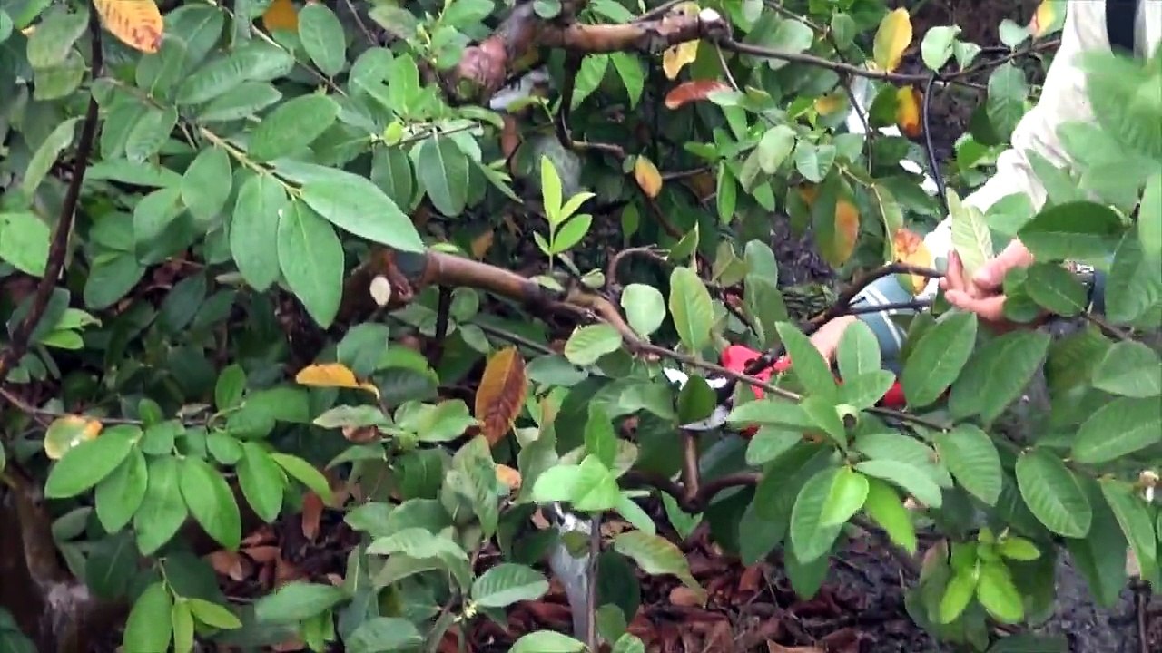 LKP-001芭樂樹樹枝修剪