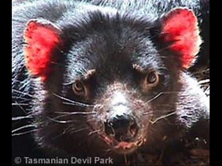 Demonio de tasmania Audacity