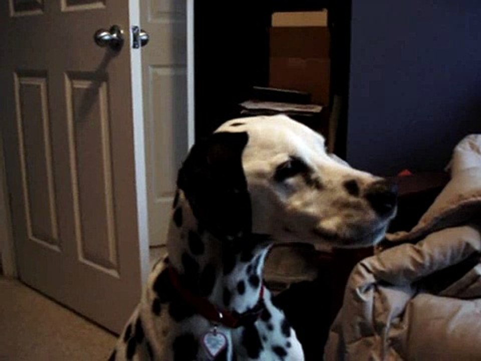 dog singing opera