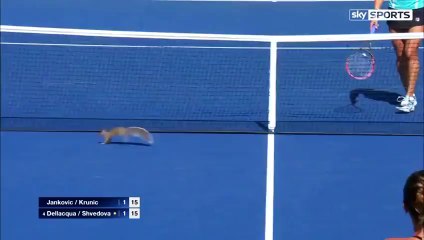 funny situations at US Open -   Tennis news / video clips 2015